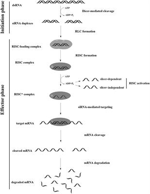 Current Development of siRNA Bioconjugates: From Research to the Clinic